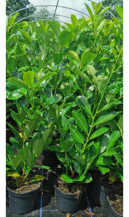 20 x Cherry Laurel Evergreen Hedging Fast Growing  60-90cm 2ltr Pots