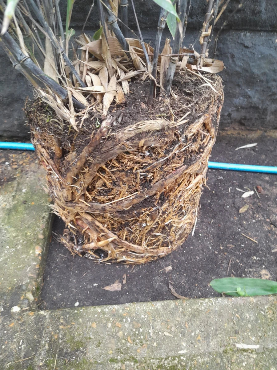 Phyllostachys Nigra Black Stem Bamboo JUMBO  Clump multiple Stems 5-6ft tall