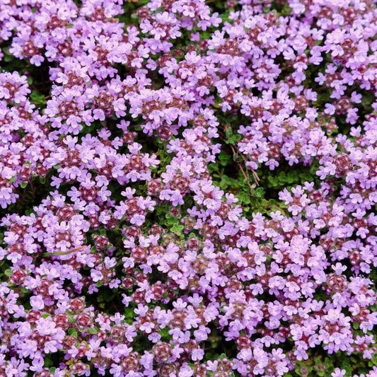 x3 Thyme Purple Creeping. Medium Plug Plants x 3. Herb. Ground Cover. Perennial!