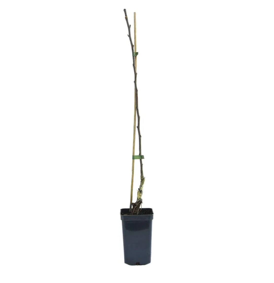 1 x Malus (Apple) ‘Golden Delicious’ Plant in a 9cm Pot