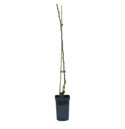 1 x Malus (Apple) ‘Golden Delicious’ Plant in a 9cm Pot
