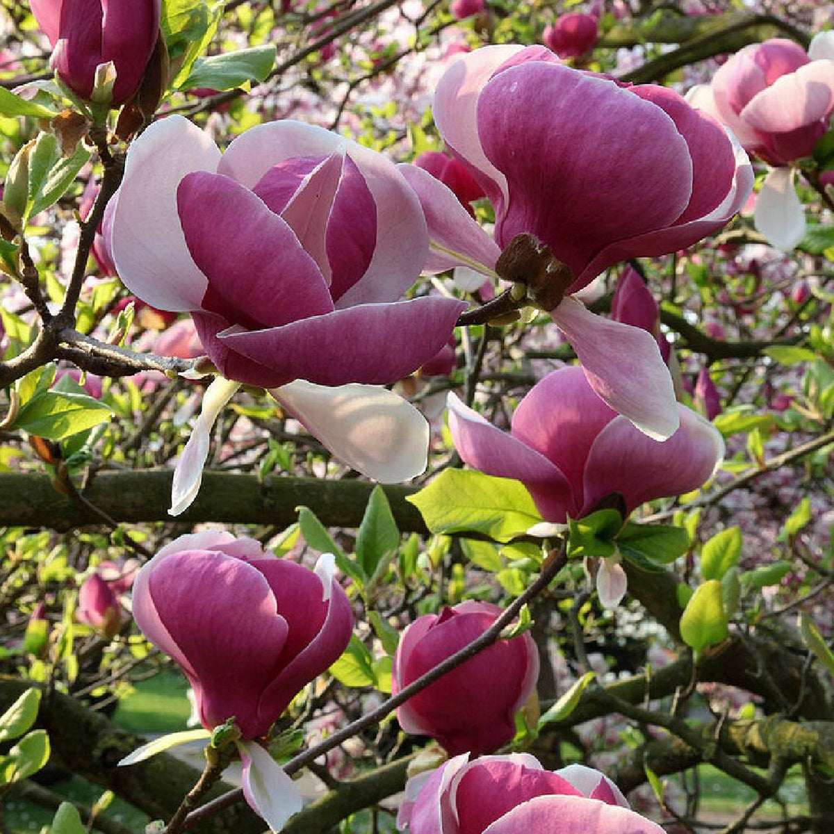 Magnolia Lennei - Spring Flowering Tulip Magnolia 9cm pot Plants Outdoor Garden Ready