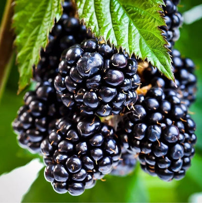 Blueberry, Blackberry & Grape Fruit Plant Mix - 3 Fruit Plants in 9cm Pots