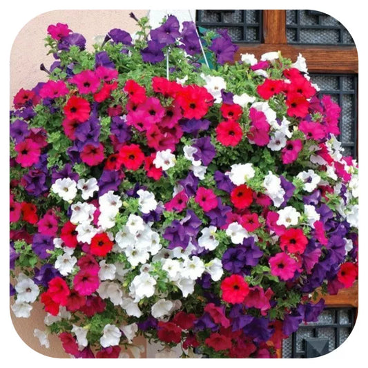 Petunia Super Cascade Mini Bedding / Basket Plug Plants x 24 For Potting On