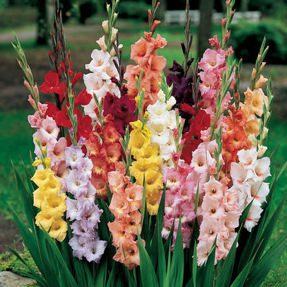 Summer Flowering Bulb Mixed Pack, 300 Bulbs, 7 Varieties for Summer Long Colour