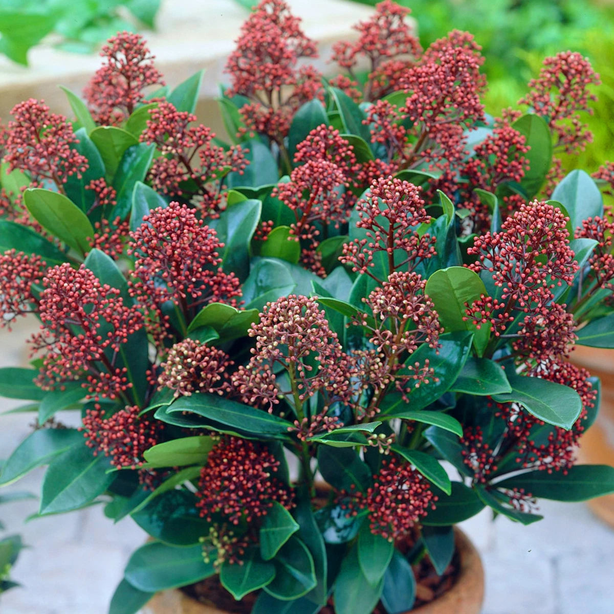 Skimmia japonica Rubella | Beautiful Evergreen Flowering Garden Shrub in Pot