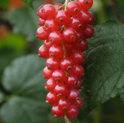 Redcurrant Ribes rubrum 'Jonkheer van Tets' Deciduous Hardy Fruit Tree 9cm Pot