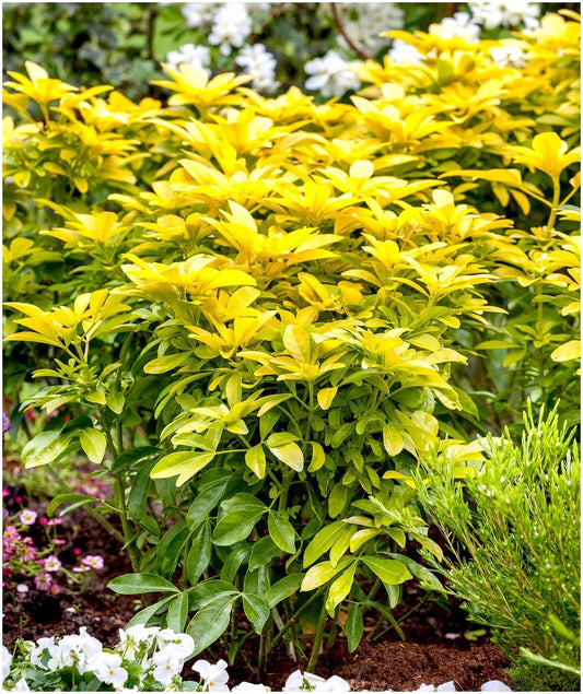 Pair of Choisya Mexican Orange 'Sundance' | Multi-Pack | Pot Plants | Shrubs