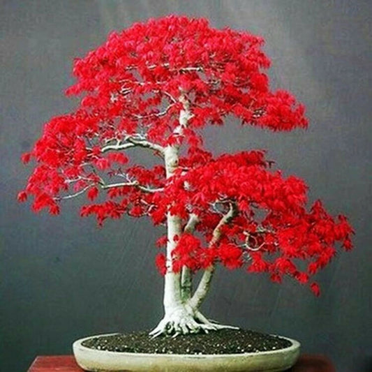 20 Seeds Japanese Red Maple Acer Tree Bonsai Rare plant for home garden