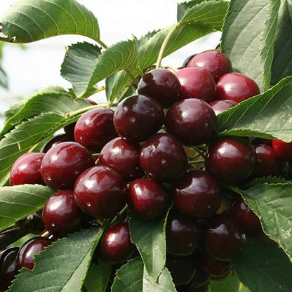 Cherry Tree - Prunus avium 'Regina' - Patio Fruit Tree 2-3ft in 5 Litre Pot