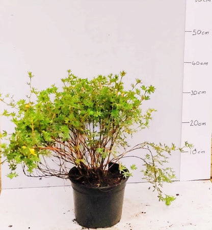 Garden Shrub Pack – 10 mature shrubs in 2-3 litre pots