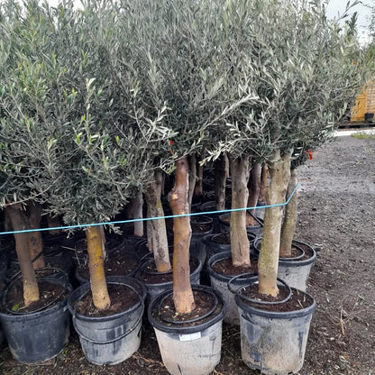 Olive Tree Standard Lollipop Approx 6ft+ Tall 35L UK Hardy EXTRA LARGE trunk
