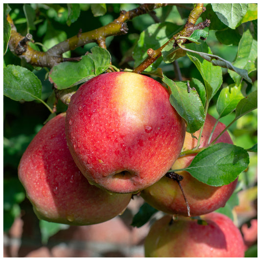 Braeburn' Apple Tree 4-5ft 6L Pot Self-Fertile