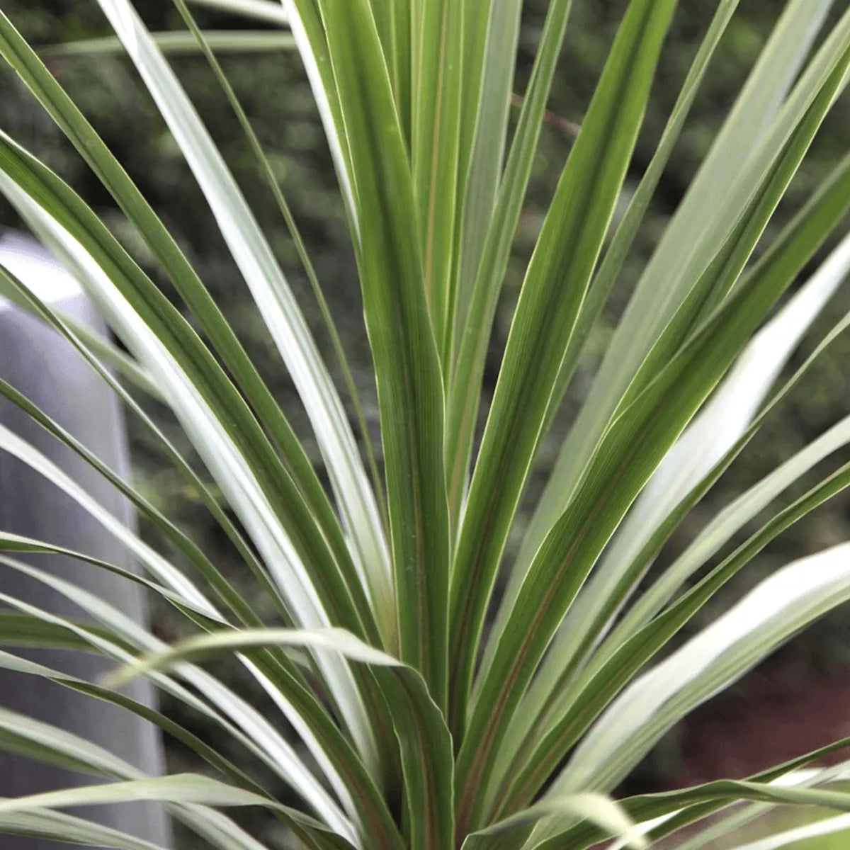 Cordyline Australis Atlantic Green - Cabbage Plant | Evergreen Outdoor Palm 9cm