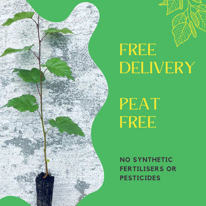 10x SILVER BIRCH TREES - Betula pendula  - PLANT ANYTIME - ORGANIC INPUTS 15-60cm Tall