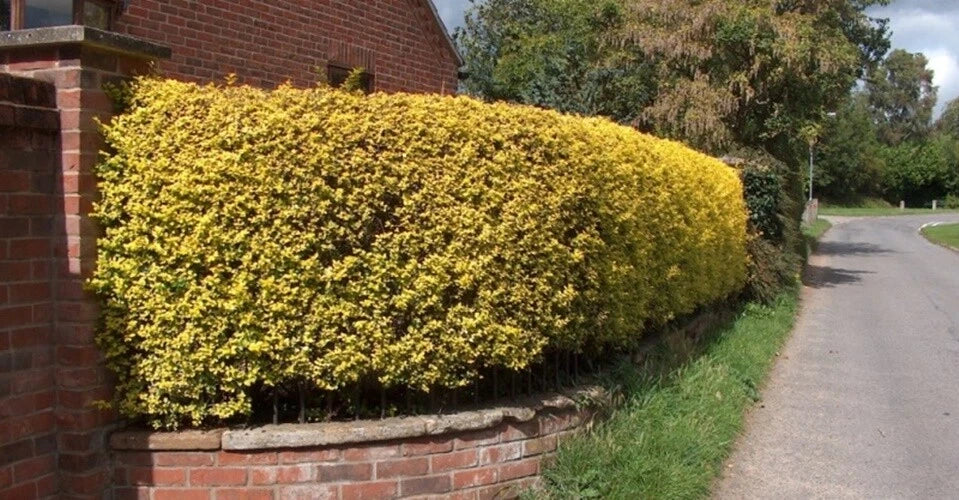 2-3ft Golden Privet garden hedge plants evergreen hedging bare root