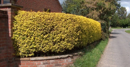 2-3ft Golden Privet garden hedge plants evergreen hedging bare root