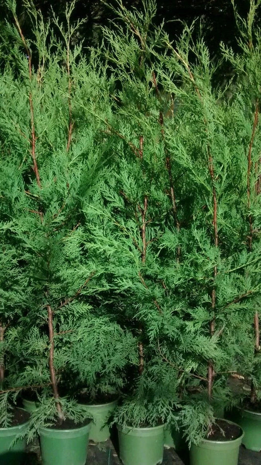 10X TREES GREEN LEYLANDII HEDGING CONIFER 3.5-4 FOOT PLANTS 2LT POTS EVERGREEN