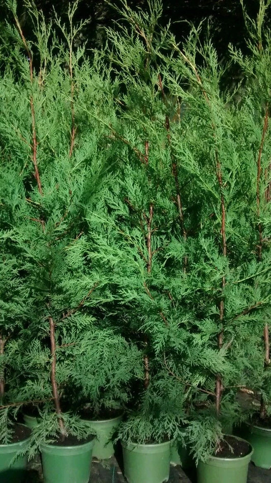 70 Green Leylandii Hedging 3-3.5ft Evergreen Conifer 2 Litre Pots And Canes