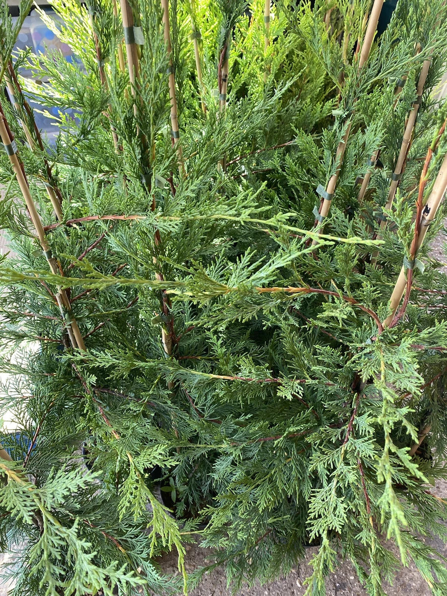 70 Green Leylandii Hedging 3-3.5ft Evergreen Conifer 2 Litre Pots And Canes