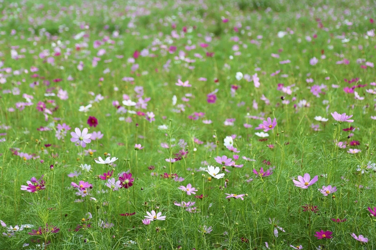 Cosmos Bipinnatus 'Sensation Mixed' Half-Hardy Annual, Superb Colour Wildflower 25g seeds