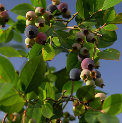 3 x Blueberry Plant Mix inc Vars Like Bluecrop