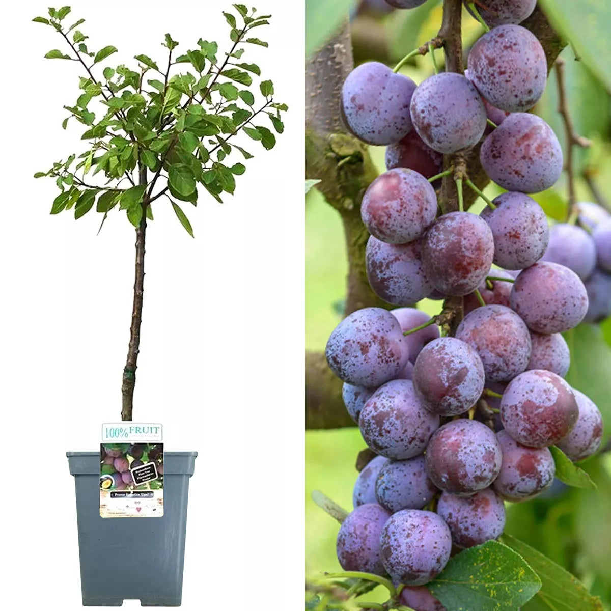 Opal Plum Tree | Ideal for Small Gardens | 2-3ft