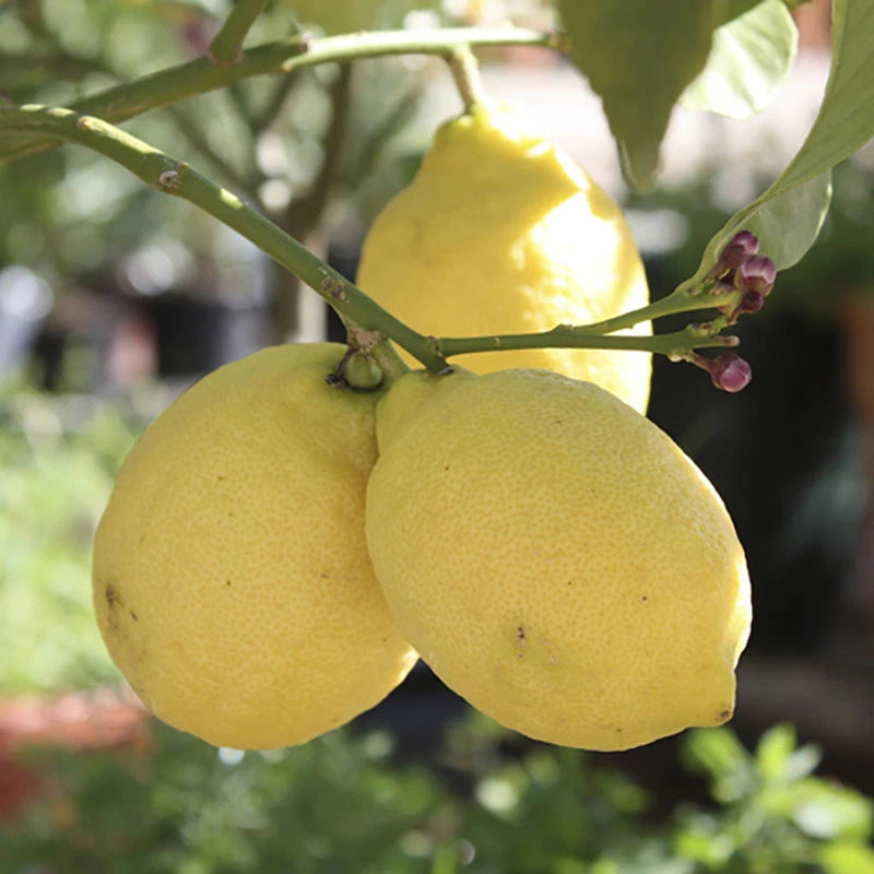 Citrus Lemon Tree, Approximately 80cm Tall in 4 Litre Pot, Citrus Fruit Tree