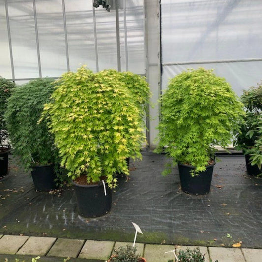 Japanese Maple 'Cascade Emerald' - Weeping Tree with Fiery Autumn Colours