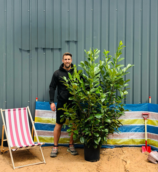 XL Cherry Laurel 150-180cm Planted height (approx 5-6ft) 30L