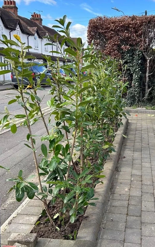 PALLET DEALS - 10 Cherry Laurel Hedging Plants  5-6FT 150-180cm B-Grade
