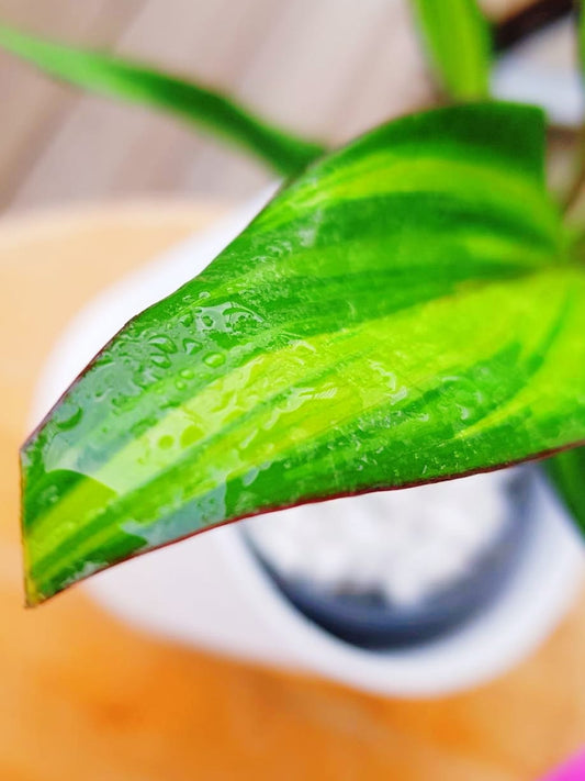 Cordyline Kiwi - Ti Indoor Plants | Colourful 30-40cm Potted Plant