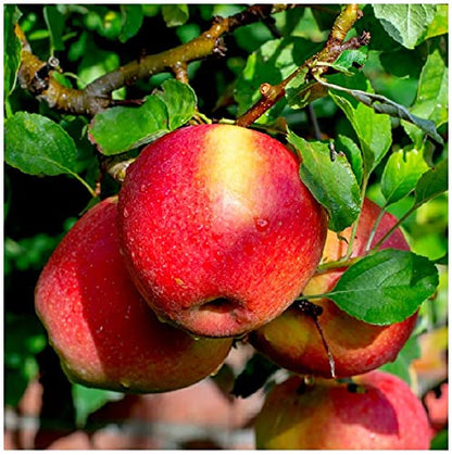 'Braeburn' Apple Tree 4-5ft Self-Fertile, Ready to Fruit, Crisp & Aromatic in a 6L