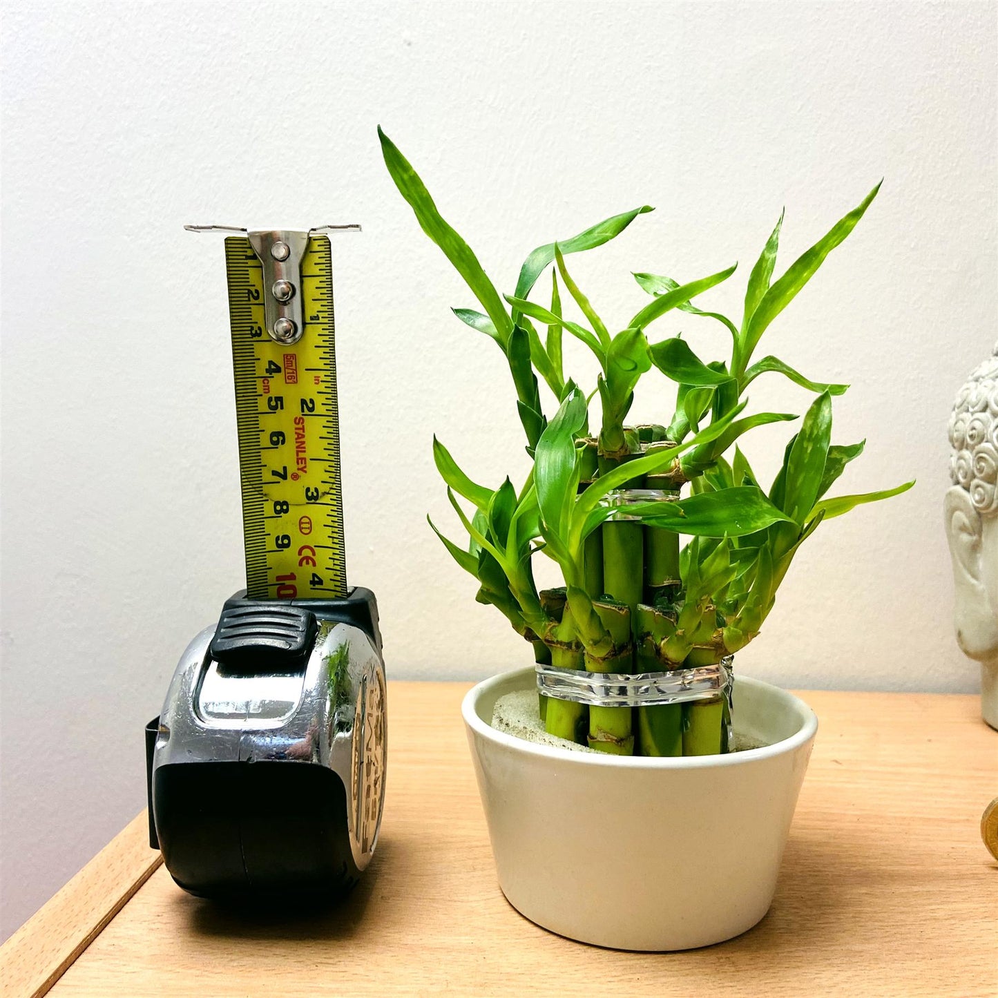 1 LUCKY BAMBOO RIBBON PLANT EVERGREEN INDOOR BONSAI IN CERAMIC POT FOR FENG SHUI