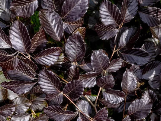 Copper Purple Beech Hedging Plants Pack of 10 Trees Potted
