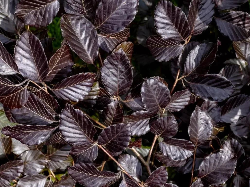 Copper Purple Beech Hedging Plants Pack of 10 Trees Potted