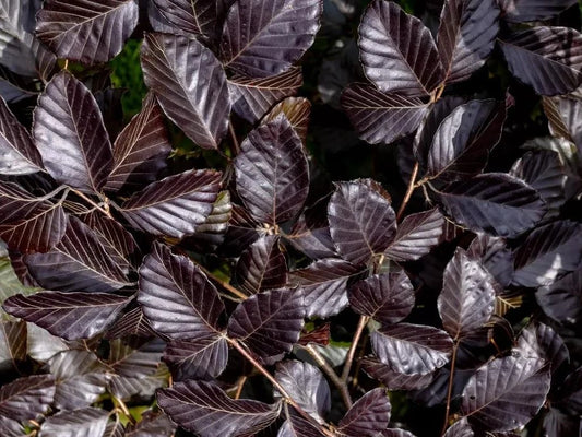Copper Purple Beech Hedging Plants Pack of 10 Trees Potted