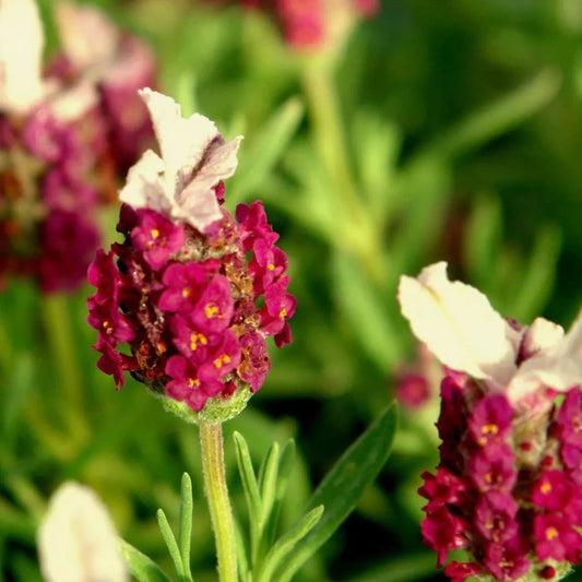 Lavender red plug plants fragrant garden flowers herb perennial shrubs pack of 3