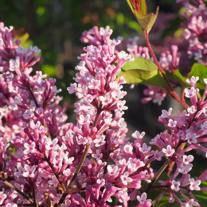 Syringa Flowerfesta Purple in 9cm Pot - Dwarf Korean Scented Lilac Bush
