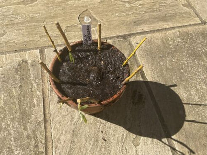 5 Weeping Willow Cuttings (Salix Babylonica) Unrooted