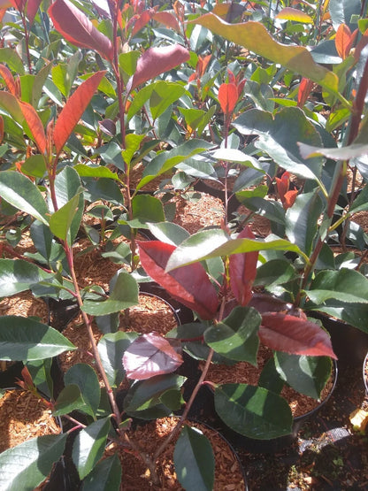 10x PHOTINIA RED ROBIN BUSH PLANTS 2LT POT SHRUBS WHITE FLOWERS HEDGING 2.5 FOOT