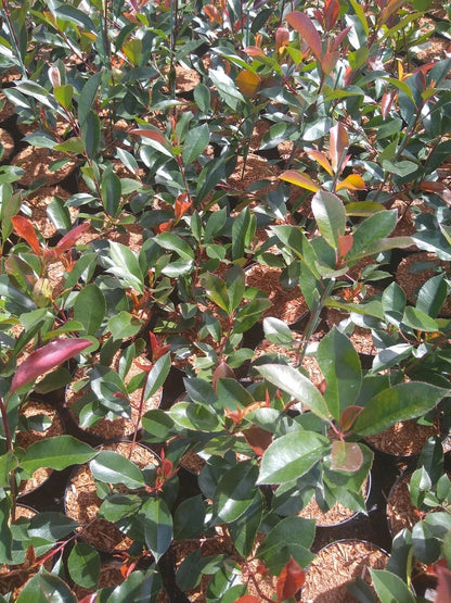 10x PHOTINIA RED ROBIN BUSH PLANTS 2LT POT SHRUBS WHITE FLOWERS HEDGING 2.5 FOOT