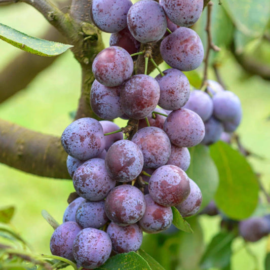 Opal Plum Tree | Ideal for Small Gardens | 2-3ft