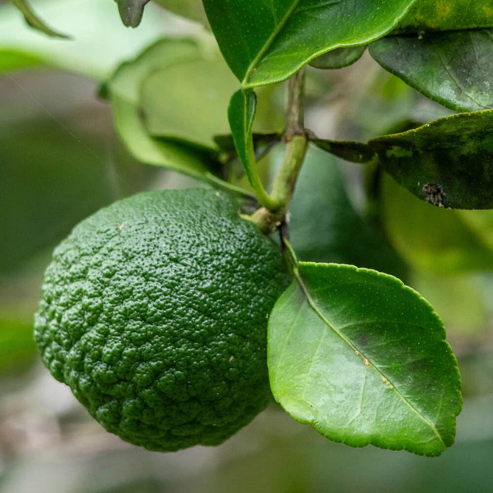 Citrus Tree, Kaffir Lime, Aromatic Thai Cooking Fruit, 70-90cm Tall, 4L Potted