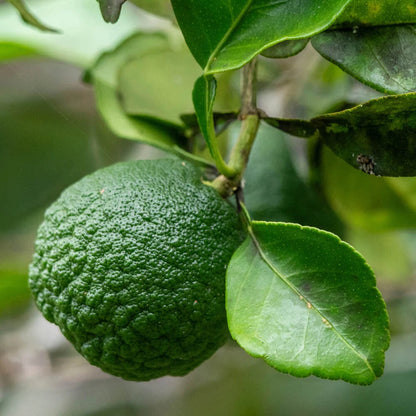 Citrus Tree, Kaffir Lime, Aromatic Thai Cooking Fruit, 70-90cm Tall, 4L Potted