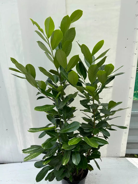 150cm Potted Cherry Laurel 5L potted 5ft Single Plant