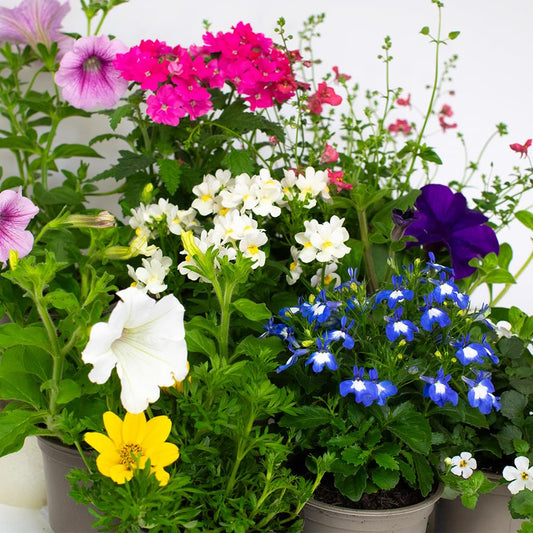 9 x Flowering Bedding Plants - Grow Your own Summer Flowering Bedding