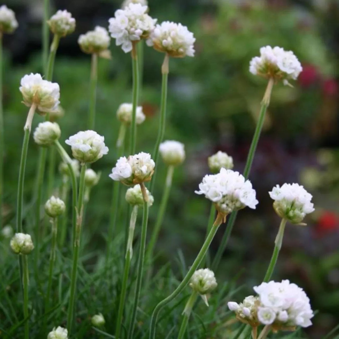 Armeria plug plants Rooted garden white flowers evergreen hardy sea thrift, pack of 3