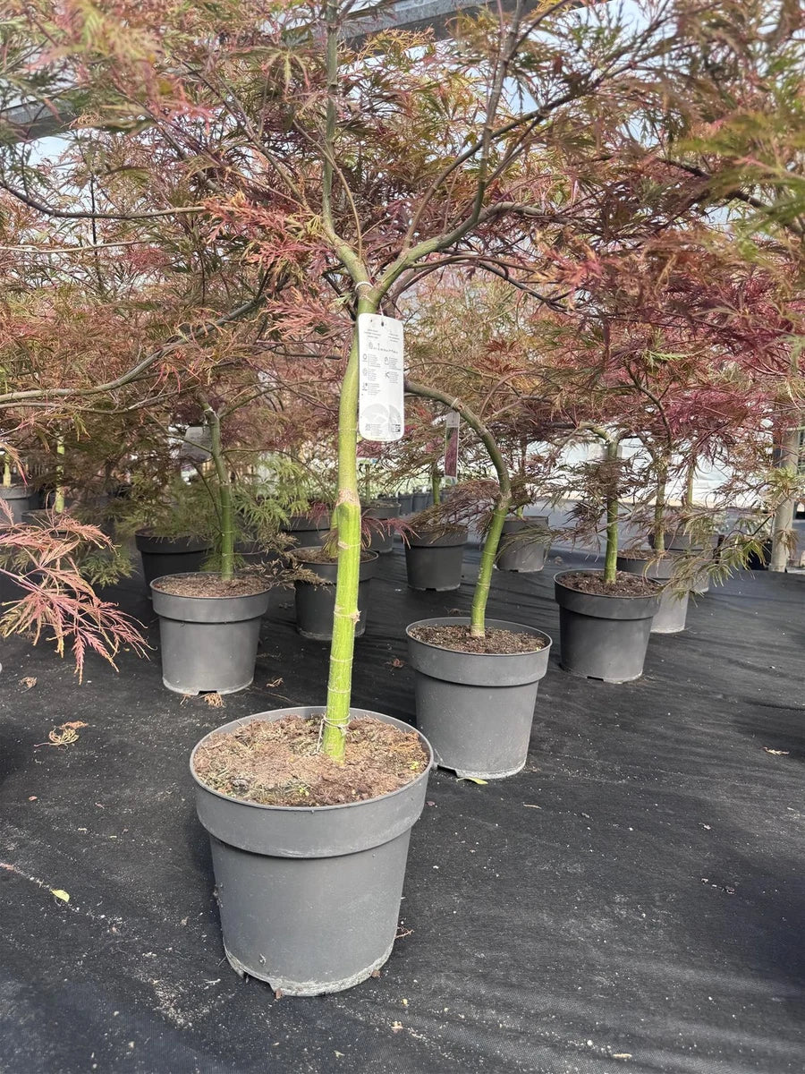 Extra Large Acer Palmatum Dissectum 'Crimson Queen' – 60–70 cm in 7.5 Litre Pot