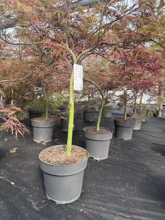 Extra Large Acer Palmatum Dissectum 'Crimson Queen' – 60–70 cm in 7.5 Litre Pot